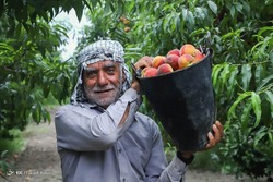 برداشت بادام - شهرستان سامان
