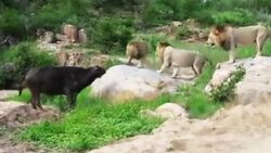 دعوای مالکان دو سگ پس از درگیری حیوانات + فیلم