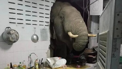 له شدن مرد هندی زیر دست و پای فیل عصبانی + فیلم