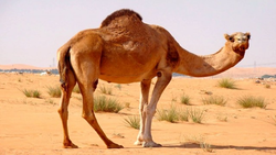 حمله گاو وحشی به یک پیرمرد + فیلم