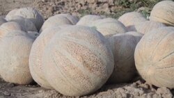 مزایای کشت داربستی انگور از زبان باغ‌داران + فیلم