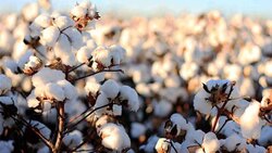مزایای کشت داربستی انگور از زبان باغ‌داران + فیلم