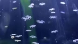 از خود گذشتگی لک‌لک مادر برای نجات جوجه‌هایش، از رگبار تگرگ + فیلم