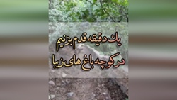پروانه ماه چینی، یکی از زیباترین پروانه‌های دنیا + فیلم
