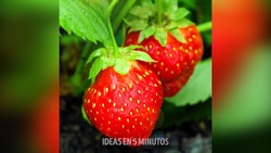 دستگاهی جالب برای جداسازی میوه کال + فیلم
