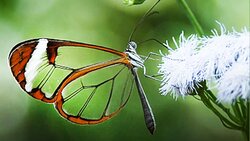 دفاع یک غزال از فرزندش در برابر شغال سمج + فیلم