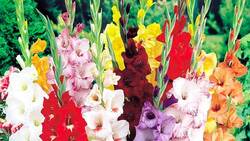 آشنایی با خواص میوه کاکتوس + فیلم