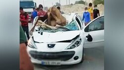 نجات یک شتر از داخل چاه ۹ متری روستای قاسم آباد تهرانچی + فیلم
