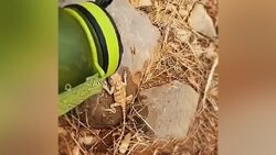 تصاویر دیدنی یک توله گرگ به همراه خواهرش + فیلم