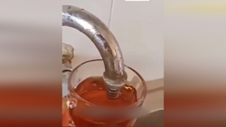 ایده جالب یک مرد برای فرار از دست سلطان جنگل + فیلم