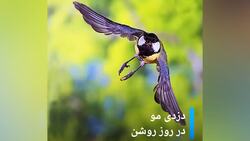 جدال جسورانه گورکن با گرگ + فیلم