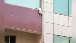 استفاده از یک نرم افزار برای سرکار گذاشتن گربه‌‎ها + فیلم