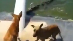 حمله وحشتناک مار غول پیکر به یک مادر و فرزند + فیلم