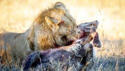 عاقبت شکار جوجه تیغی توسط پلنگ گرسنه + فیلم