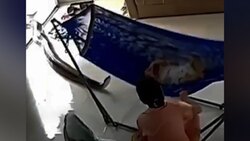 لحظه حمله مار افعی به جغد شاخدار + فیلم