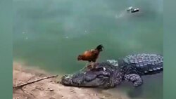حمله تمساح به مرد گردشگر + فیلم