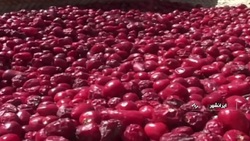 جریکو، گیاه شگفت انگیز که پس از سال ها خشک شدن دوباره سبز می شود + فیلم