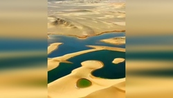 شکوفه کردن پاییزی درختان گیلاس در ژاپن + فیلم