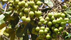 حرکت خود به خودی وسایل شهربازی در پارک + فیلم
