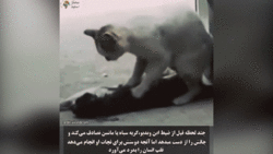 بیرون کشیدن خرچنگ از گوش یک زن + فیلم