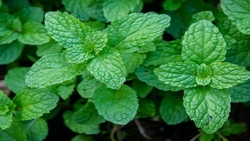 خواص نعنا در طب سنتی + فیلم