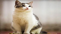 وفاداری یک سگ سه سال پس از مرگ صاحبش + فیلم