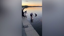 وفاداری یک سگ سه سال پس از مرگ صاحبش + فیلم