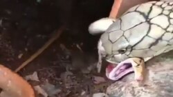 لحظه خورده شدن قورباغه توسط مار + فیلم