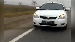 دو سگ کوچک، جان صاحبشان را نجات دادند + فیلم