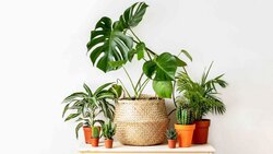 آموزش نگهداری از گیاه پوتوس + فیلم