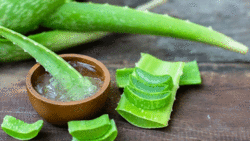 آموزش نگهداری از گیاه همیشه سبز در منزل + فیلم