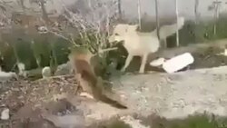 حیوانات وحشی در حیاط منزل یک شهروند مشهدی + فیلم