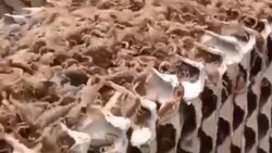 جدال عقرب و هزارپا + فیلم