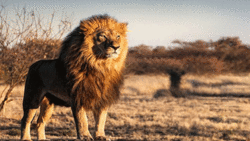 لحظه تغذیه کفتار از لاشه گوزن + فیلم