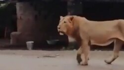 قهقهه زدن کودکانه یک روباه هنگام قلقلک! + فیلم
