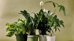 کاشت و برداشت بادام‌ زمینی در ژاپن + فیلم