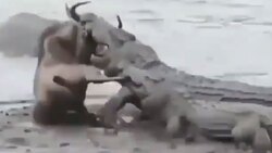 لحظه آب خوردن حلزون + فیلم