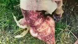 فیلمی از فوتبال بازی کردن چند بوقلمون!