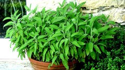 تولید گیاهان دارویی در صحرا + فیلم