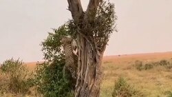 دوستی دختربچه با حیوانات وحشی + فیلم