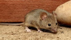 معضل بزرگ موش‌های خیابانی در تهران