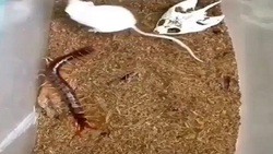 مبارزه یک زنبور با مرغ مگس خوار + فیلم