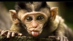 شعبده‌بازی با شامپانزه + فیلم