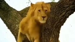 بی‌توجهی شیر نر به جفتش + فیلم