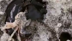 تایم لپس رشد 