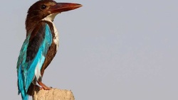 ساخت لانه با دوختن برگ گیاهان توسط یک پرنده + فیلم
