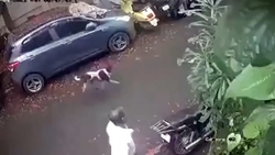 درخواست کمک یک سگ مادر از انسان‌ها + فیلم