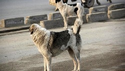درخواست کمک یک سگ مادر از انسان‌ها + فیلم