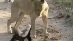 صحنه هایی از شکست خوردن شیرها در شکار + فیلم