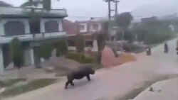 لحظه پرش دو سفره ماهی + فیلم